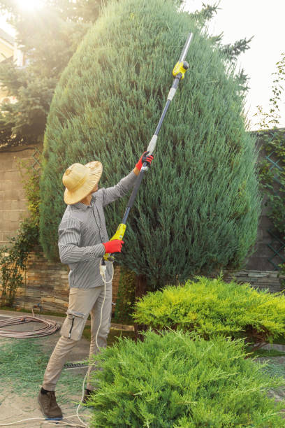 Best Root Management and Removal  in Garretson, SD